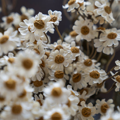 Oxeye Daisy White - Anzac Artificial Flower  (White)